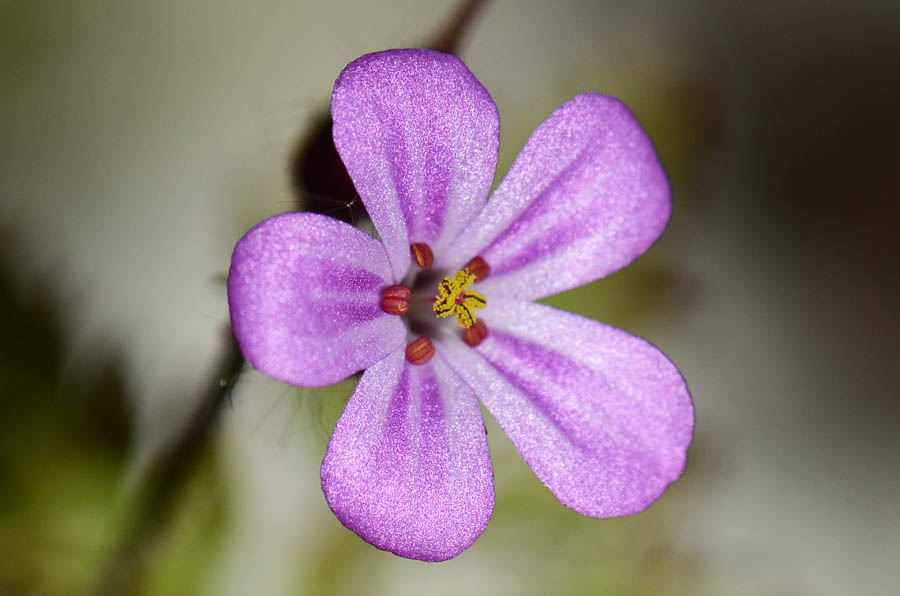 Geranium robertianum / Geranio di San Roberto